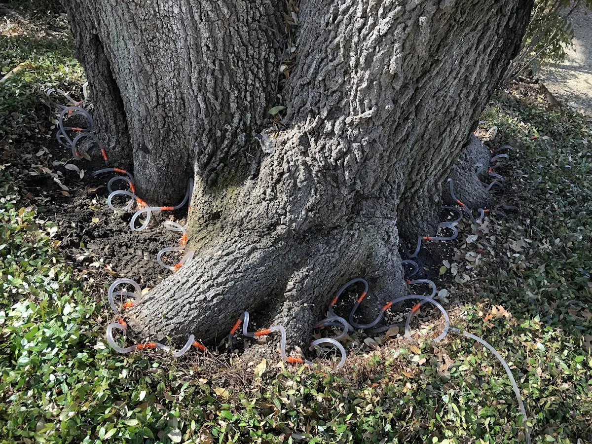 Detailed Tree Cabling and Bracing job site in Broadbent