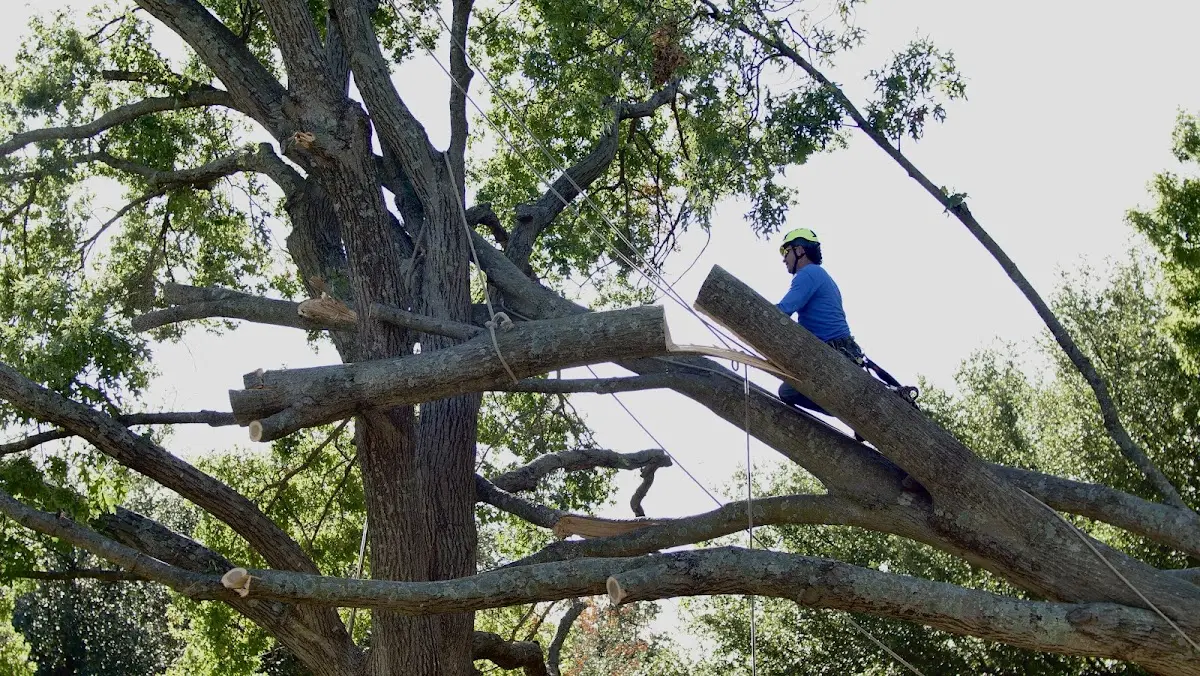Professional Crown Thinning performed by certified arborists in Broadbent