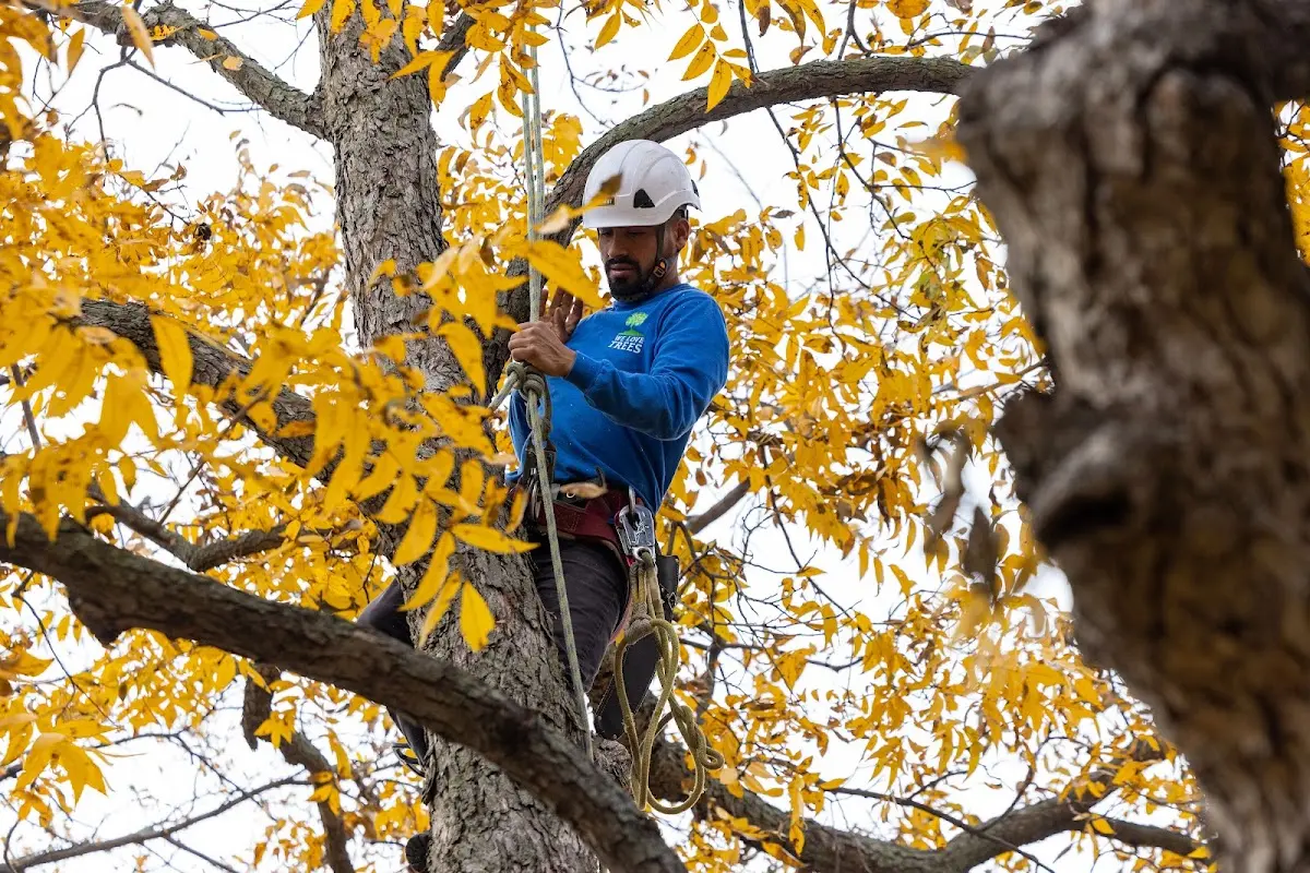 Skilled Emergency Tree Service crew working in Broadbent
